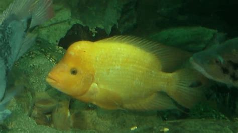 Midas Cichlid