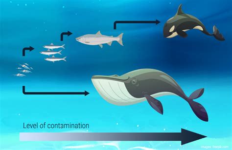 Sperm whale food chain – Telegraph