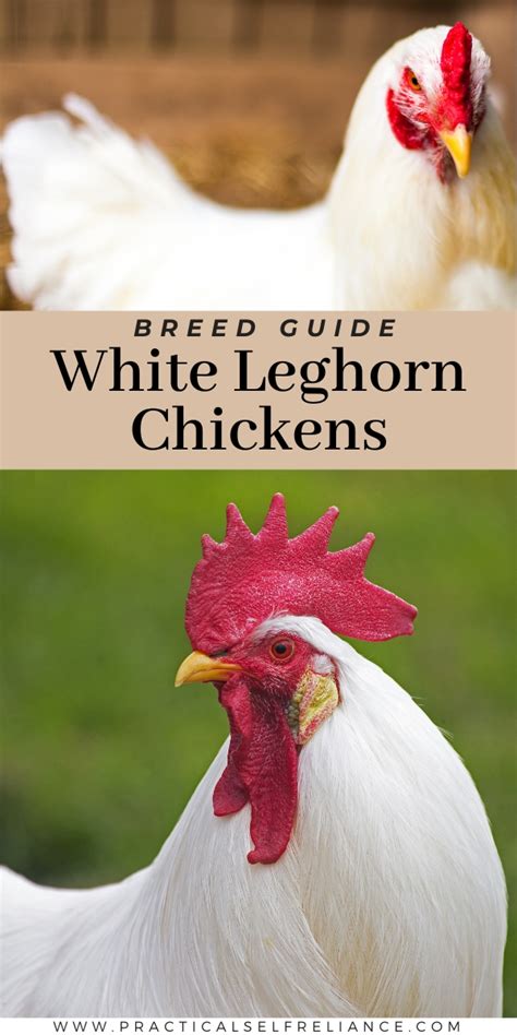 White Leghorn Chicken Breed Guide — Practical Self Reliance