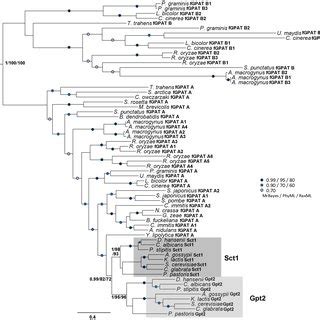 Phylogeny of fungal GPAT homologues found in opisthokonts. Phylogenetic ...