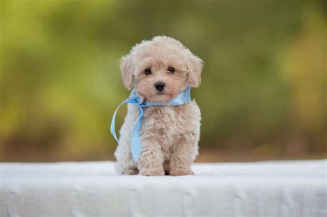 All About the Maltese Poodle Mix - Dogable