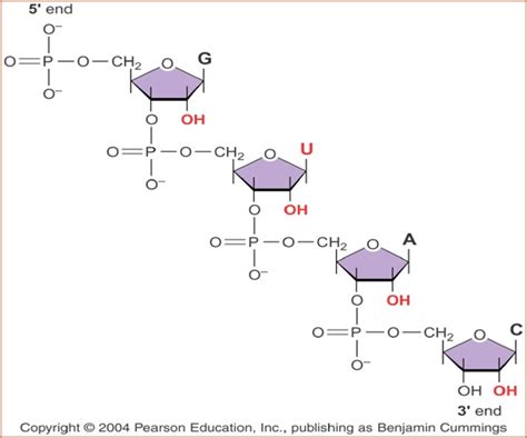 My Scientific Blog - Research and Articles: RNA Structure and Functions