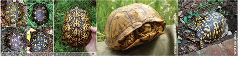 Species Spotlight - Woodland Box Turtle (U.S. National Park Service)