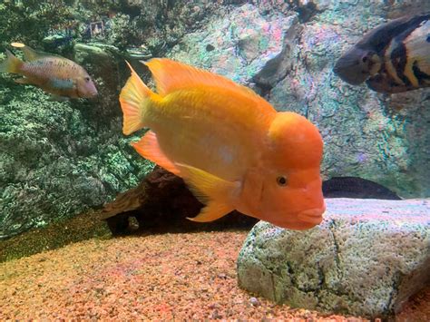 Midas Cichlid 2" – DANBURY AQUARIUM