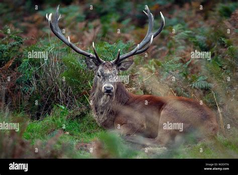 Deer Rut Season Wildlife Stock Photo - Alamy