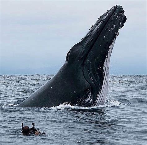 Rare footage of Whale feeding | Nature | Slaylebrity