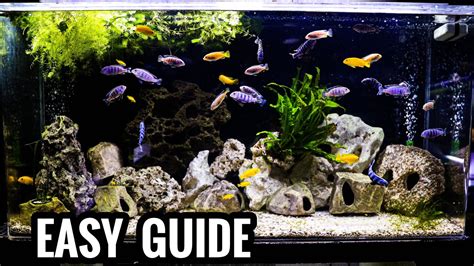 African Cichlid Tank Decoration Ideas | Shelly Lighting