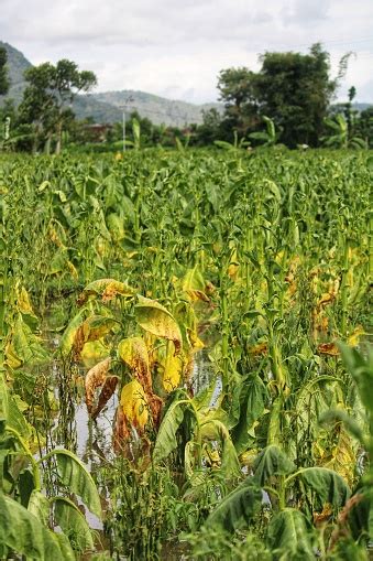 Tanaman Tembakau Dengan Bunga Merah Muda Di Ladang Tembakau Besar ...