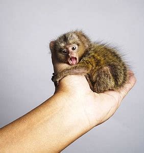 Do Finger Monkeys Make Good Pets? - A-Z Animals