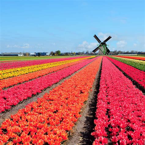 Tulip Fields Netherlands Wall Art | Photography