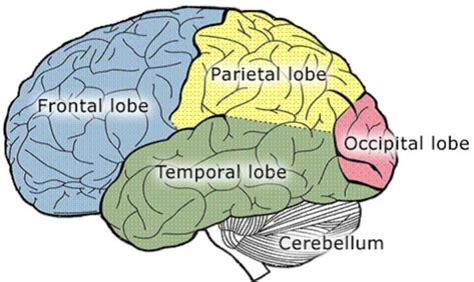 Brain Anatomy Lobes