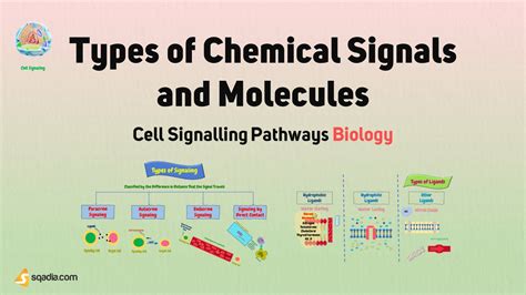 Cell Signalling Pathways Biology - Types of Cell Signals and Molecules