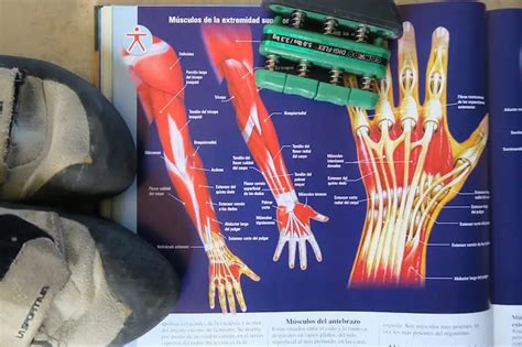 Muscles Used In Rock Climbing: What Groups Does it Work?