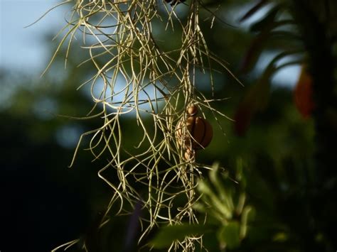 Tropical Garden Plants Free Stock Photo - Public Domain Pictures