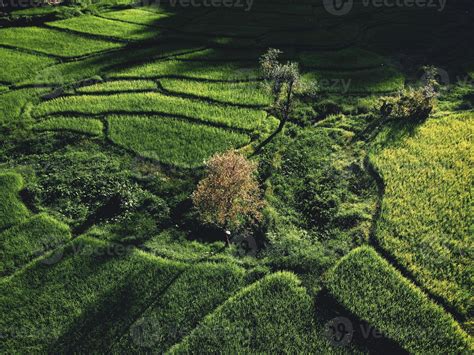 Landscape Paddy rice field in Asia, aerial view 3357683 Stock Photo at ...