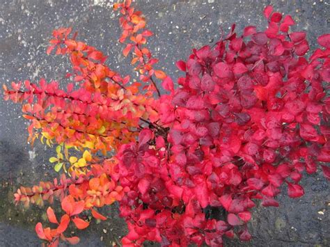 Barberry - planting, pruning, care and cute varieties