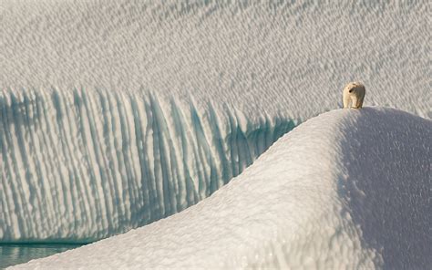 polar bears arctic animals snow ice dune wallpaper - Coolwallpapers.me!