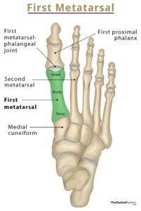 Fifth Metatarsal Bone Location, Anatomy, & Diagram