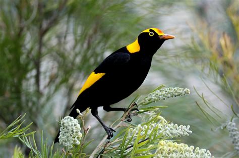 Regent Honeyeater - ZooChat