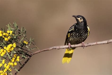 Regent honeyeater - Alchetron, The Free Social Encyclopedia