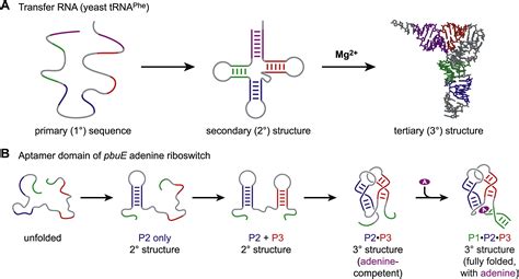 Tertiary Structure Of Rna