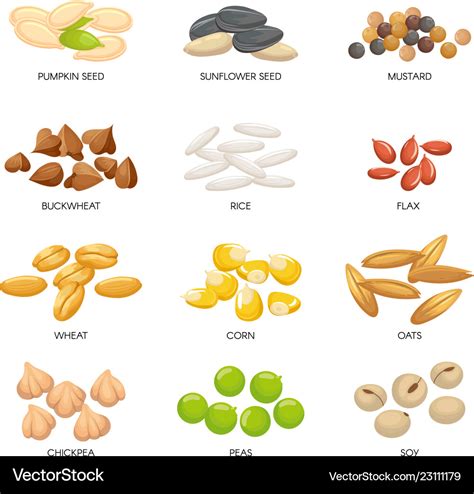 Plant seeds cereals grains chickpeas nuts Vector Image