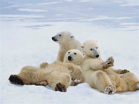 Polar Bear Christmas Wallpaper - WallpaperSafari