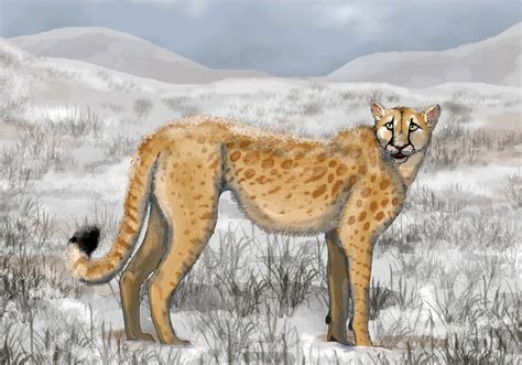 Extinct American Cheetah Had Unique Predatory Behavior, Research ...