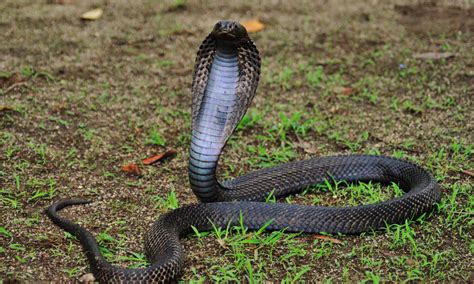 Equatorial Spitting Cobra - A-Z Animals