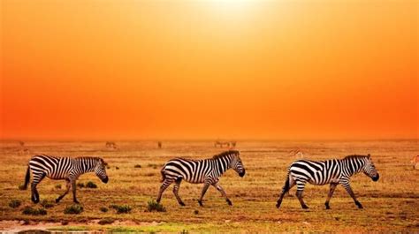 Animals to View in Serengeti | What to see in Serengeti national park