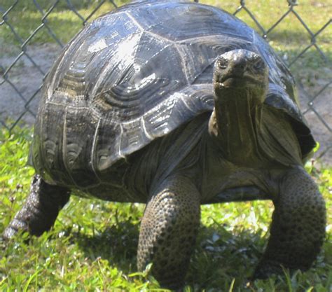 FOUR YEAR OLD ALDABRA | Tortoise Forum