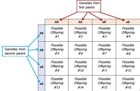 Describe How a Punnett Square Is Used in Genetics