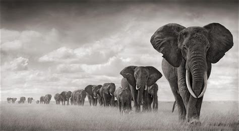 Grayscale photo of herd of elephants HD wallpaper | Wallpaper Flare