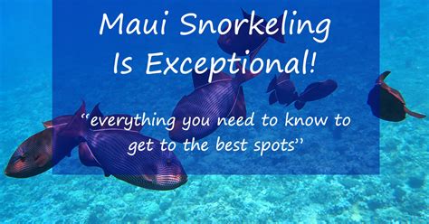 Recommended Maui Snorkeling Spots By Experienced Snorkelers