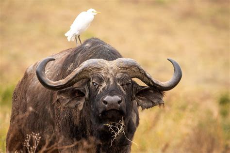 Serengeti National Park - African Traits