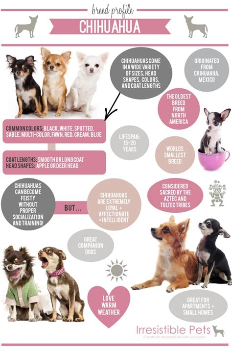 Chihuahua breeding color chart - internationalpase