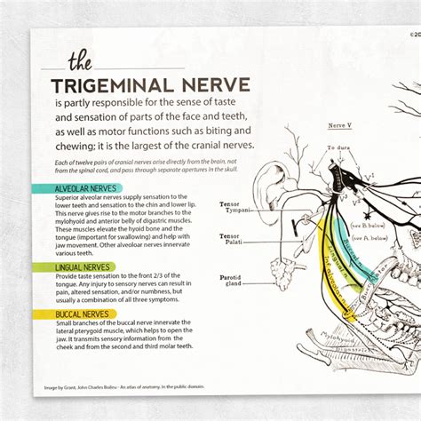 Trigeminal Nerve Sensory And Motor Function - Infoupdate.org