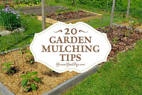 20 Garden Mulching Tips from Seasoned Growers