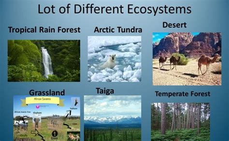 Types Of Ecosystems – Otosection