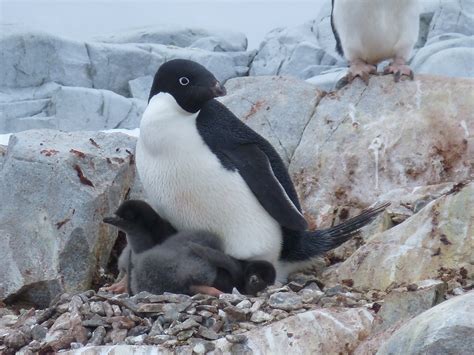 Penguins losing habitat in Antarctica, could be decimated by 2099 ...