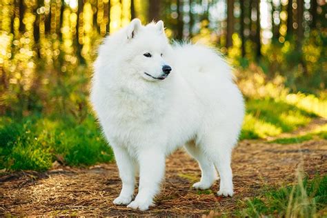 Samoyed Dog Breed Information