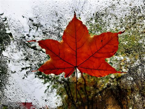 Autumn leaf, autumn, HD wallpaper | Peakpx