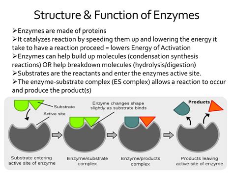 Enzyme Structure And Function