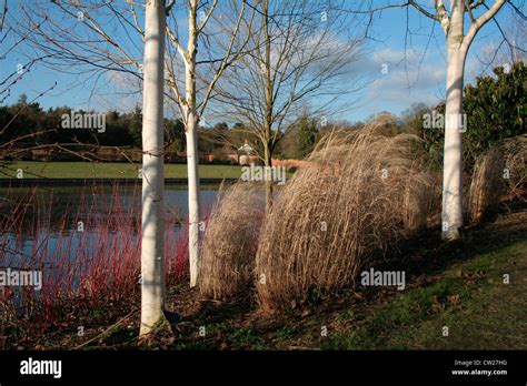 Marks Hall Estate Arboretum, Lake and walled garden.Coggeshall Essex ...