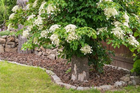 Climbing Hydrangea Planting Distance