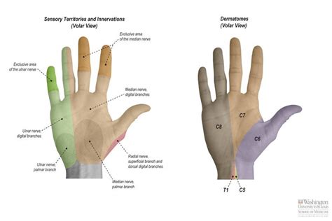 Common Palmar Digital Nerve | Median nerve, Plexus products, Nerve