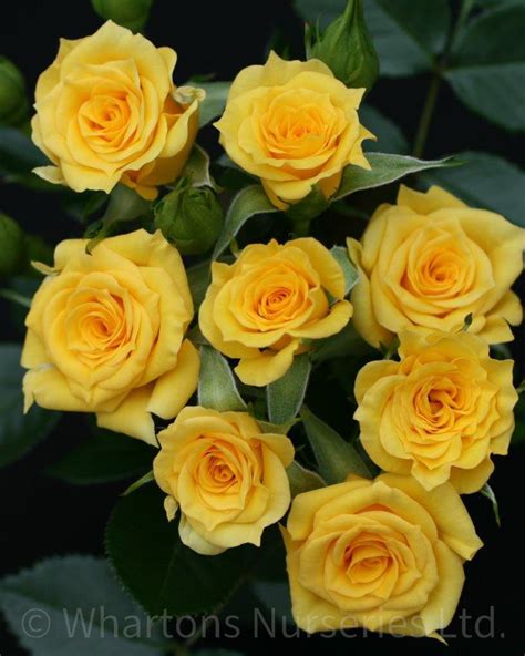 Flower Power Gold (Patio Std) - Daleside Nurseries Ltd.