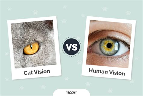 Are Cats Night Vision Better Than Dogs