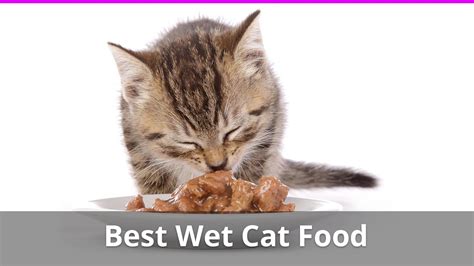 The 5 Best Wet Cat Food Brands with Ratings & Reviews for 2021