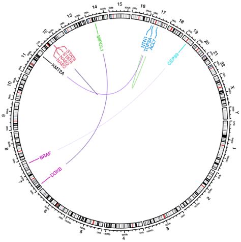 Schematic diagram of gene mapping for gene fusion. | Download ...